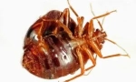 Како да се заштитите од соседните bedbugs?